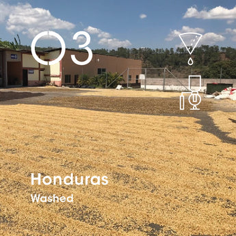 Honduras (Washed)